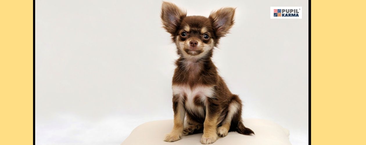 Chihuahua - najmniejsza rasa, gorąca i ruchliwa. Na jasnym tle piesek. Po bokach żółte pasy i logo pupilkarma.
